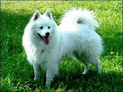 Quelle est cette race ?