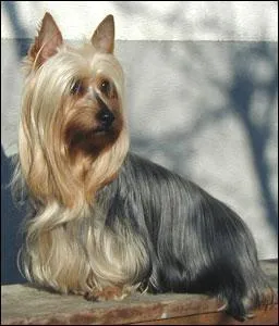 Quelle est cette race ?