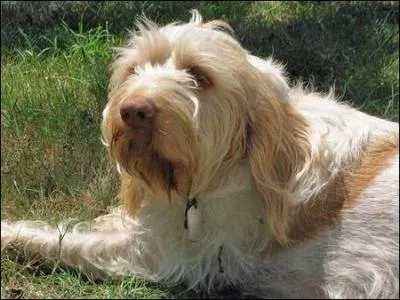 Quelle est cette race ?