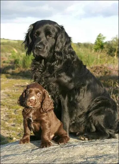 Quelle est cette race ?