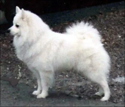 Quelle est cette race ?