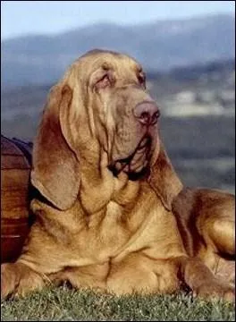 Quelle est cette race ?