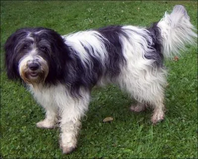 Quelle est cette race ?