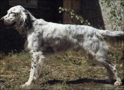 Quelle est cette race ?