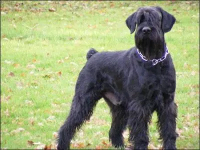 Quelle est cette race ?