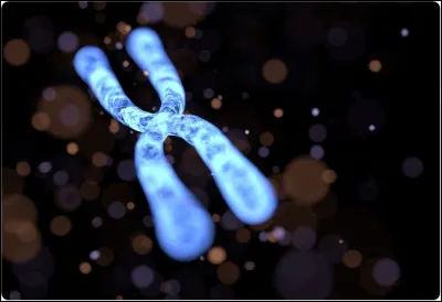 Quel chromosome ont les hommes ?