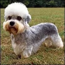 De quelle race s'agit-il ?