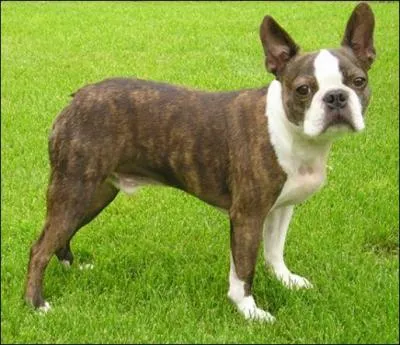 De quelle race s'agit-il ?