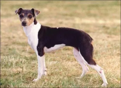 De quelle race s'agit-il ?