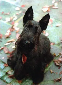 De quelle race s'agit-il ?