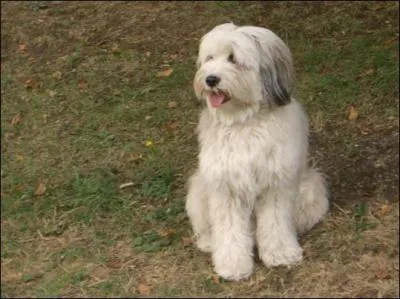 De quelle race s'agit-il ?