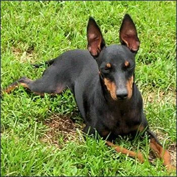 De quelle race s'agit-il ?