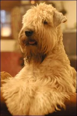 De quelle race s'agit-il ?