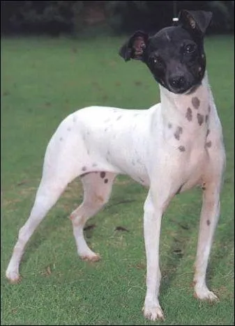 De quelle race s'agit-il ?