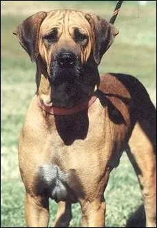 De quelle race s'agit-il ?