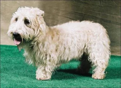 De quelle race s'agit-il ?