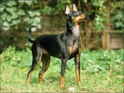 De quelle race s'agit-il ?