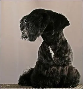 De quelle race s'agit-il ?