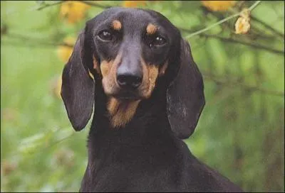 De quelle race s'agit-il ?