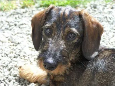 De quelle race s'agit-il ?