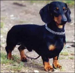 De quelle race s'agit-il ?