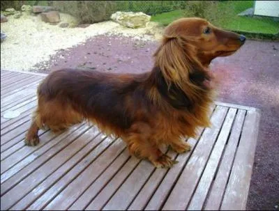 De quelle race s'agit-il ?