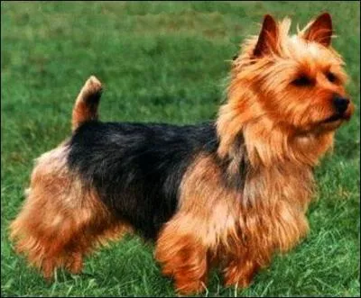 De quelle race s'agit-il ?