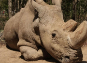 Quiz Les animaux en voie de disparition : le rhinocros blanc