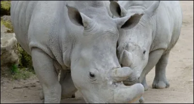 Et pour finir : 
Quelle est la durée de gestation du rhinocéros blanc ?