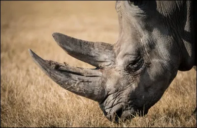 En quelle matière est faite sa corne ?