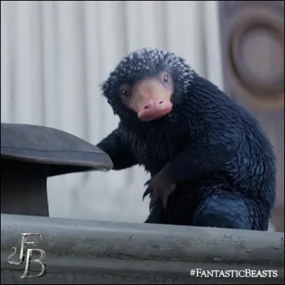 Comment s'appelle cette petite cr&eacute;ature noire voleuse que l'on voit dans ''Les Animaux fantastiques'' ?