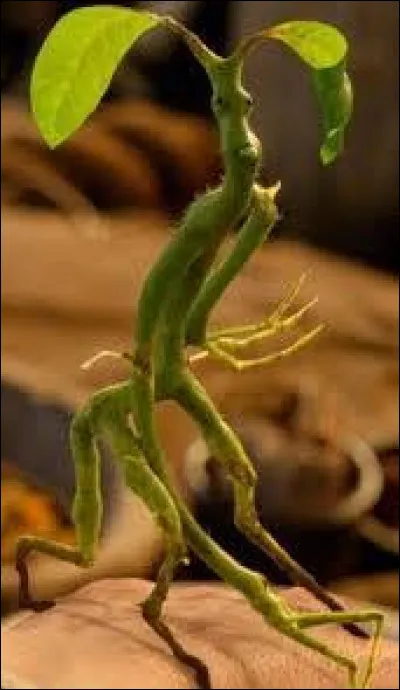 Quel est le nom de cette petite cr&eacute;ature verte ?