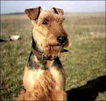 De quelle race s'agit-il ?