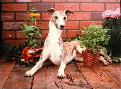 De quelle race s'agit-il ?