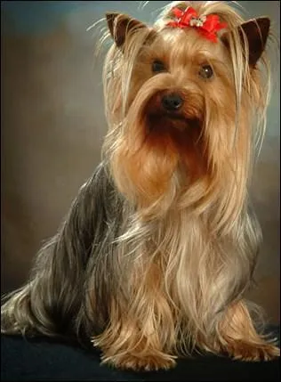 De quelle race s'agit-il ?