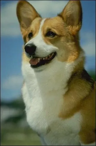 De quelle race s'agit-il ?