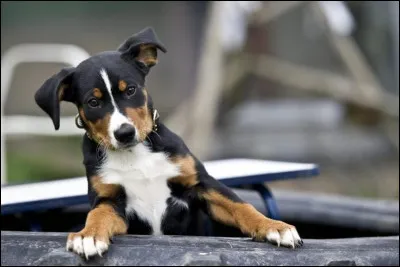 Dans les propositions suivantes, quel est ton animal pr&eacute;f&eacute;r&eacute; ?