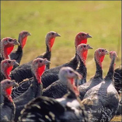 Les Allemands font référence à l'ours, les Anglais au boeuf, tandis qu'en France, on fait confiance aux Turcs ! Dans quel autre pays dit-on "Fort comme un Turc" ?