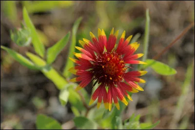 Qui a fondé, en février 1961, l'Organisation Armée Secrète (OAS) ?