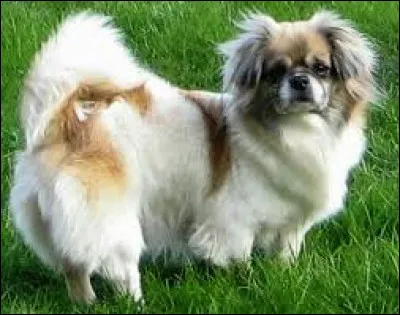 Ce chien est un épagneul tibétain.