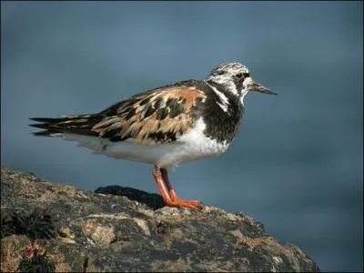 Donnez le nom de cet oiseau.
