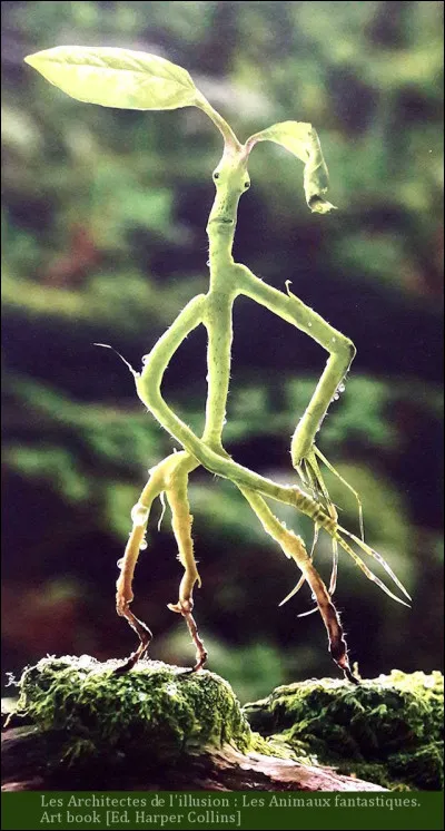 Combien de « X » est classé le Botruc ?