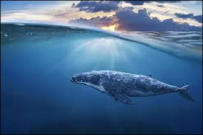 Quel est le plus grand animal marin ?