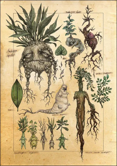 Quelle plante magique voudriez-vous posséder ?