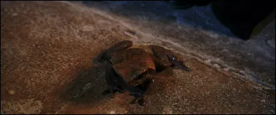 Comment se nomme ce même crapaud ?