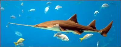 Elle doit avoir de bonnes dents, c'est la...