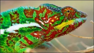 Quelle longueur peut atteindre la langue du caméléon ?