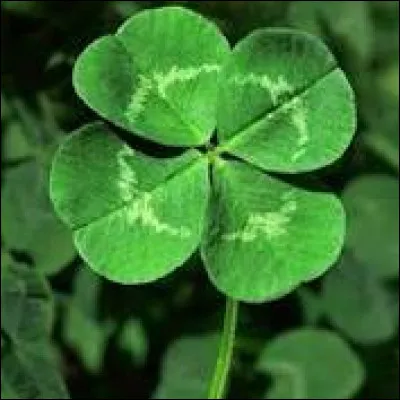 Il peut porter bonheur mais aussi malheur, à vous de voir !