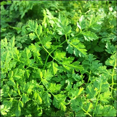 Quelle plante de la famille des ombellif&egrave;res, dont la culture fut recommand&eacute;e par Charlemagne, poss&egrave;de un go&ucirc;t anis&eacute; ?