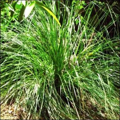 Quelle gramin&eacute;e, qui peut &ecirc;tre bourbon, ha&iuml;ti ou java, fournit une essence r&eacute;sineuse tr&egrave;s utilis&eacute;e en parfumerie ?